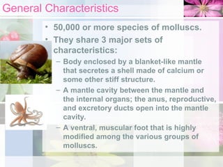 General Characteristics
• 50,000 or more species of molluscs.
• They share 3 major sets of
characteristics:
– Body enclosed by a blanket-like mantle
that secretes a shell made of calcium or
some other stiff structure.
– A mantle cavity between the mantle and
the internal organs; the anus, reproductive,
and excretory ducts open into the mantle
cavity.
– A ventral, muscular foot that is highly
modified among the various groups of
molluscs.
 