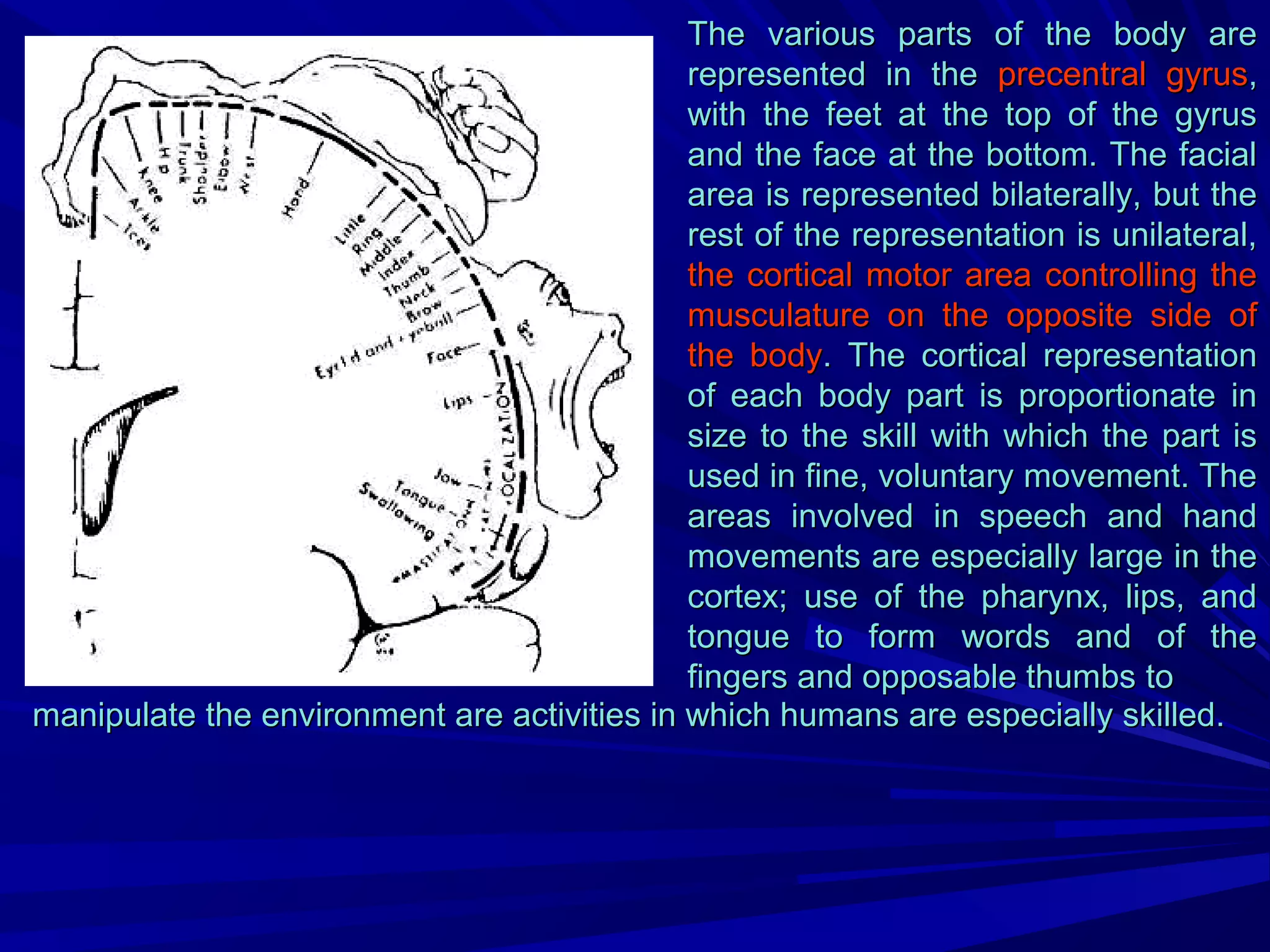Pyramidal System Explained Lecture piramidal system | PPT