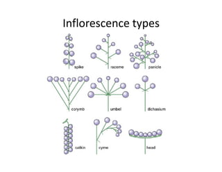 Different Inflorescence Classification Lecture plant classification morphology | PDF
