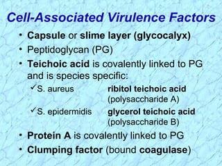Cell-Associated Virulence Factors
• Capsule or slime layer (glycocalyx)
• Peptidoglycan (PG)
• Teichoic acid is covalently linked to PG
and is species specific:
S. aureus ribitol teichoic acid
(polysaccharide A)
S. epidermidis glycerol teichoic acid
(polysaccharide B)
• Protein A is covalently linked to PG
• Clumping factor (bound coagulase)
 