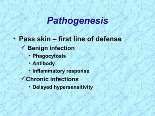 Pathogenesis
• Pass skin – first line of defense
 Benign infection
• Phagocytosis
• Antibody
• Inflammatory response
Chronic infections
• Delayed hypersensitivity
 