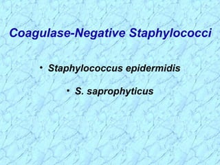 Coagulase-Negative Staphylococci
• Staphylococcus epidermidis
• S. saprophyticus
 