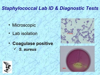 Staphylococcal Lab ID & Diagnostic Tests
• Microscopic
• Lab isolation
• Coagulase positive
 S. aureus
 