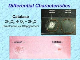 Catalase
2H2O2  O2 + 2H2O
Streptococci vs. Staphylococci
Differential Characteristics
 