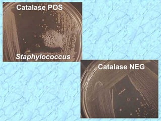 Catalase POS
Staphylococcus
Catalase NEG
 
