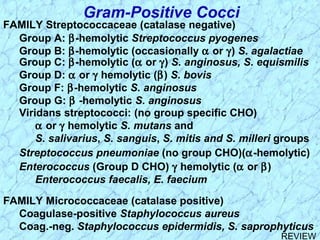 Gram-Positive Cocci
Enterococcus (Group D CHO) γ hemolytic (α or β)
Enterococcus faecalis, E. faecium
FAMILY Micrococcaceae (catalase positive)
Coagulase-positive Staphylococcus aureus
Coag.-neg. Staphylococcus epidermidis, S. saprophyticus
FAMILY Streptococcaceae (catalase negative)
Group A: β-hemolytic Streptococcus pyogenes
Group B: β-hemolytic (occasionally α or γ) S. agalactiae
Group C: β-hemolytic (α or γ) S. anginosus, S. equismilis
Group D: α or γ hemolytic (β) S. bovis
Group F: β-hemolytic S. anginosus
Group G: β -hemolytic S. anginosus
Viridans streptococci: (no group specific CHO)
α or γ hemolytic S. mutans and
S. salivarius, S. sanguis, S. mitis and S. milleri groups
Streptococcus pneumoniae (no group CHO)(α-hemolytic)
REVIEW
 