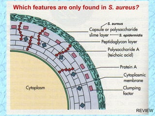 REVIEW
Which features are only found in S. aureus?
S. epidermidis
S. aureus
 