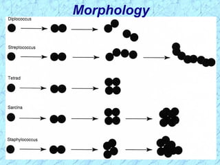 Morphology
 