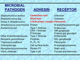 MICROBIAL
PATHOGEN ADHESIN RECEPTOR
Staphylococcus aureus L
Li
ip
po
ot
te
ei
ic
ch
ho
oi
ic
c a
ac
ci
id
d Unknown
Staphylococcus spp. S
Sl
li
im
me
e l
la
ay
ye
er
r Unknown
Group A Streptococcus L
LT
TA
A-
-M
M p
pr
ro
ot
te
ei
in
n c
co
om
mp
pl
le
ex
x F
Fi
ib
br
ro
on
ne
ec
ct
ti
in
n
Streptococcus pneumoniae Protein N-acetylhexosamine-gal
Escherichia coli Type 1 fimbriae
CFA 1 fimbriae
P fimbriae
D-M
Ma
an
nn
no
os
se
e
GM g
ga
an
ng
gl
li
io
os
si
id
de
e
P blood grp glycolipid
Other Enterobacteriaceae Type 1 fimbriae D-Mannose
Neisseria gonorrhoeae Fimbriae GD1 ganglioside
Treponema pallidum P1, P2, P3 Fibronectin
Chlamydia spp. Cell surface lectin N-acetylglucosamine
Mycoplasma pneumoniae Protein P1 Sialic acid
Vibrio cholerae Type 4 pili Fucose and mannose
 