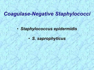 Coagulase-Negative Staphylococci
• Staphylococcus epidermidis
• S. saprophyticus
 