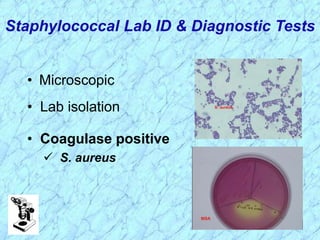 Staphylococcal Lab ID & Diagnostic Tests
• Microscopic
• Lab isolation
• Coagulase positive
 S. aureus
 