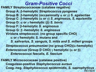 Gram-Positive Cocci
Enterococcus (Group D CHO)  hemolytic ( or )
Enterococcus faecalis, E. faecium
FAMILY Micrococcaceae (catalase positive)
Coagulase-positive Staphylococcus aureus
Coag.-neg. Staphylococcus epidermidis, S. saprophyticus
FAMILY Streptococcaceae (catalase negative)
Group A: -hemolytic Streptococcus pyogenes
Group B: -hemolytic (occasionally  or ) S. agalactiae
Group C: -hemolytic ( or ) S. anginosus, S. equismilis
Group D:  or  hemolytic () S. bovis
Group F: -hemolytic S. anginosus
Group G:  -hemolytic S. anginosus
Viridans streptococci: (no group specific CHO)
 or  hemolytic S. mutans and
S. salivarius, S. sanguis, S. mitis and S. milleri groups
Streptococcus pneumoniae (no group CHO)(-hemolytic)
REVIEW
 