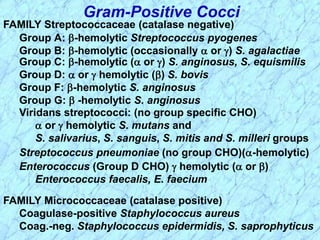 Gram-Positive Cocci
Enterococcus (Group D CHO)  hemolytic ( or )
Enterococcus faecalis, E. faecium
FAMILY Micrococcaceae (catalase positive)
Coagulase-positive Staphylococcus aureus
Coag.-neg. Staphylococcus epidermidis, S. saprophyticus
FAMILY Streptococcaceae (catalase negative)
Group A: -hemolytic Streptococcus pyogenes
Group B: -hemolytic (occasionally  or ) S. agalactiae
Group C: -hemolytic ( or ) S. anginosus, S. equismilis
Group D:  or  hemolytic () S. bovis
Group F: -hemolytic S. anginosus
Group G:  -hemolytic S. anginosus
Viridans streptococci: (no group specific CHO)
 or  hemolytic S. mutans and
S. salivarius, S. sanguis, S. mitis and S. milleri groups
Streptococcus pneumoniae (no group CHO)(-hemolytic)
 