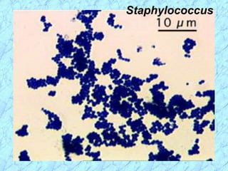 Staphylococcus
 