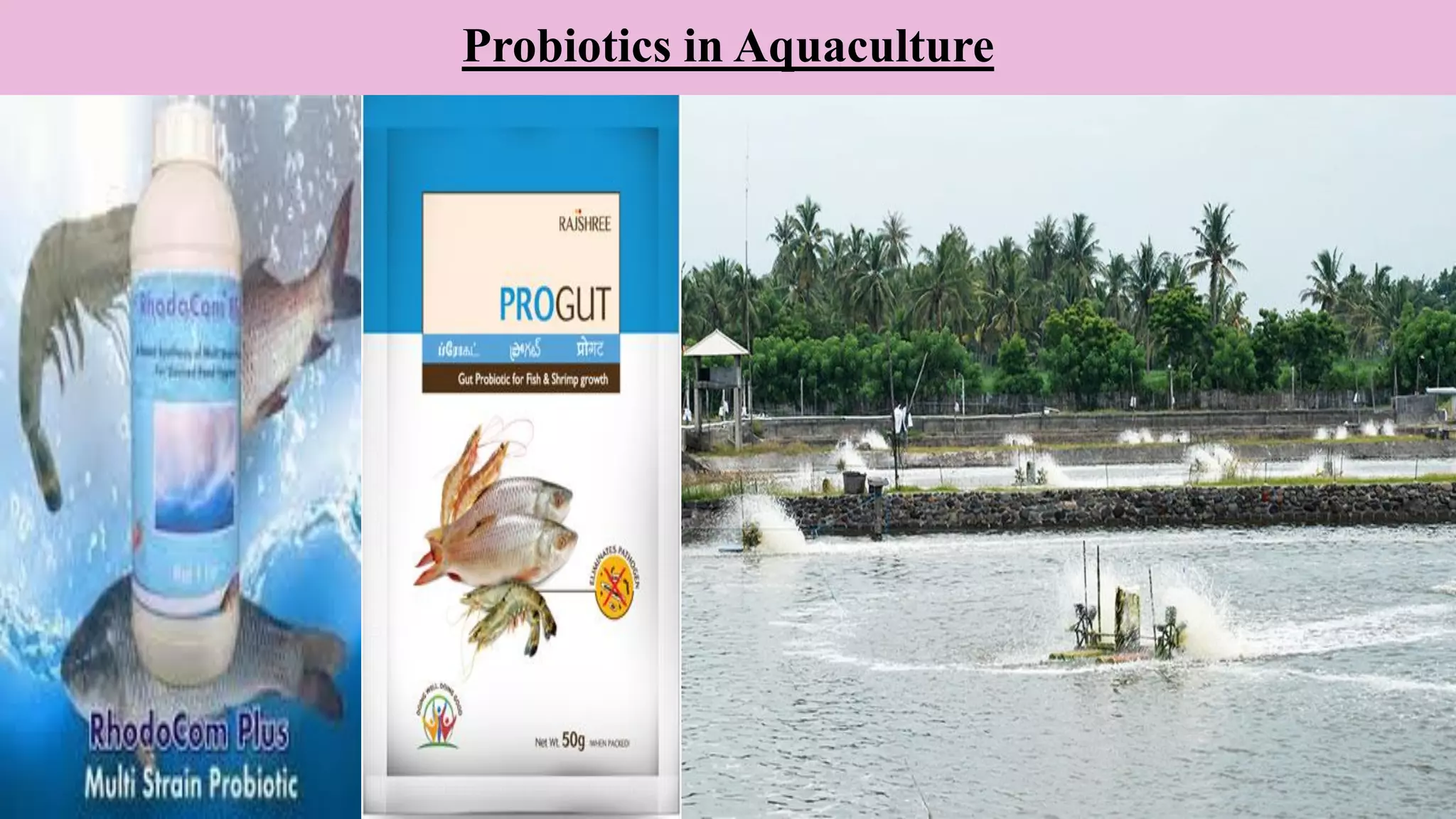 Probiotics in Aquaculture
 