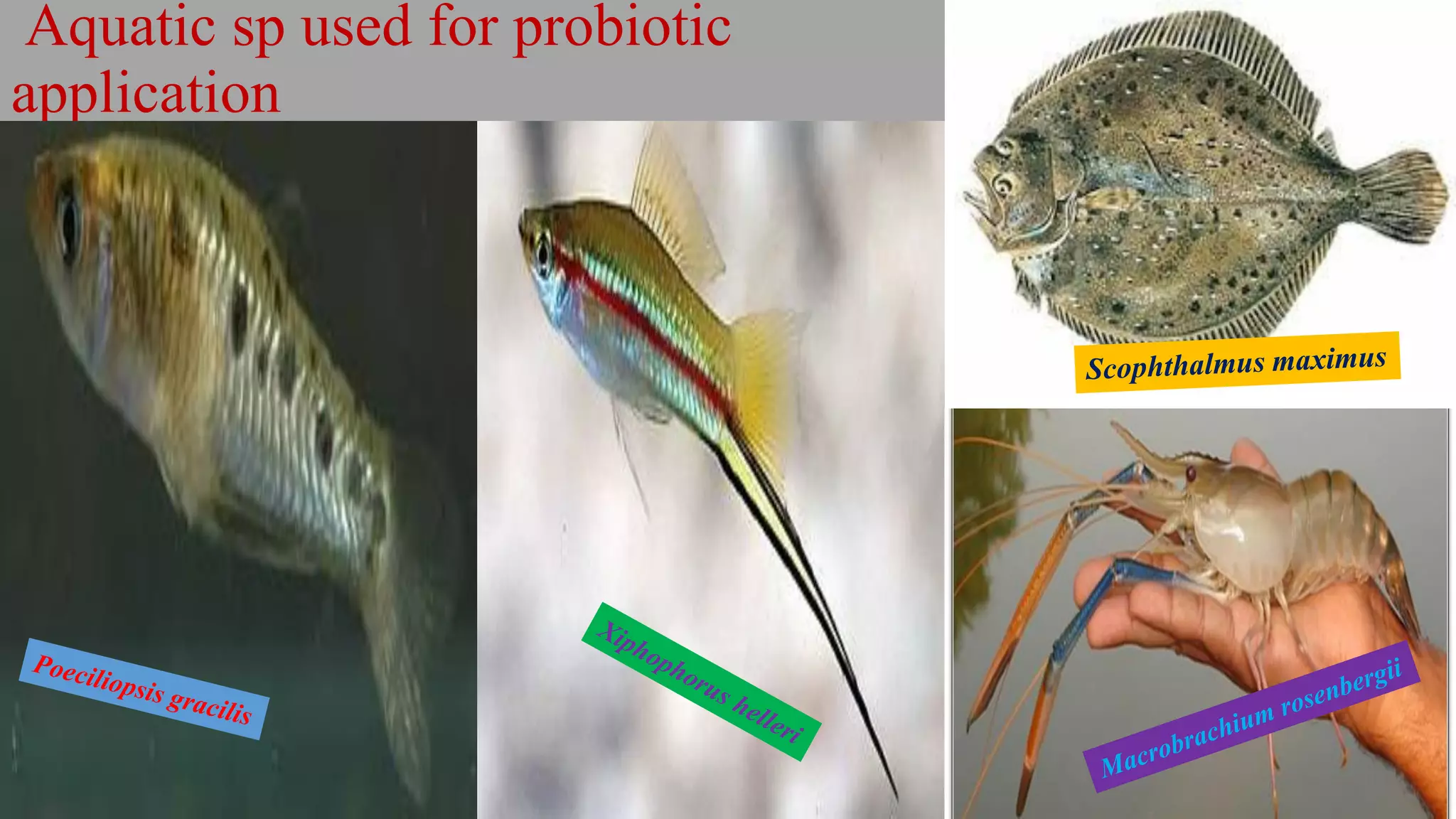 Aquatic sp used for probiotic
application
 