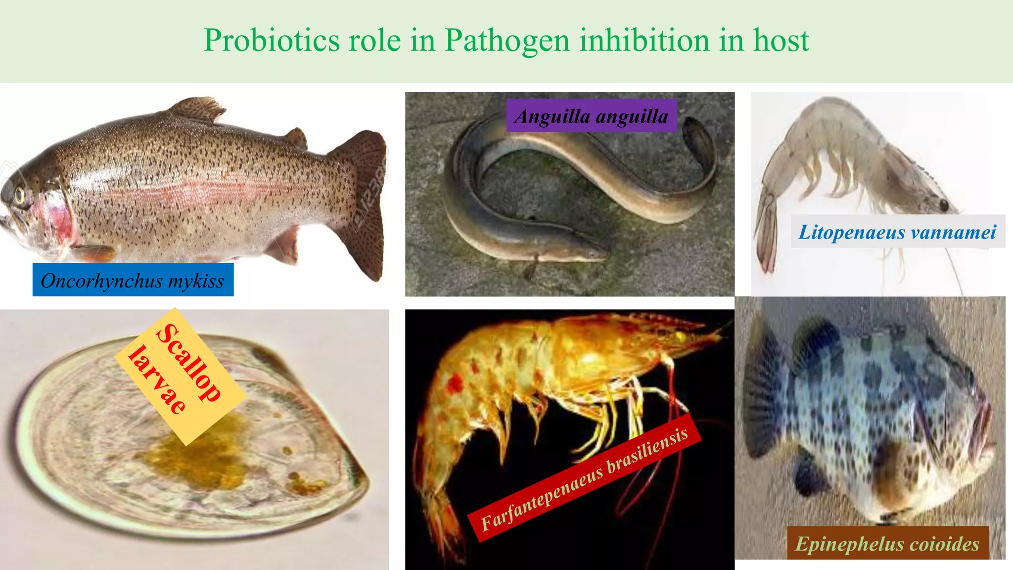 Probiotics role in Pathogen inhibition in host
Epinephelus coioides
Litopenaeus vannamei
Oncorhynchus mykiss
Anguilla anguilla
 