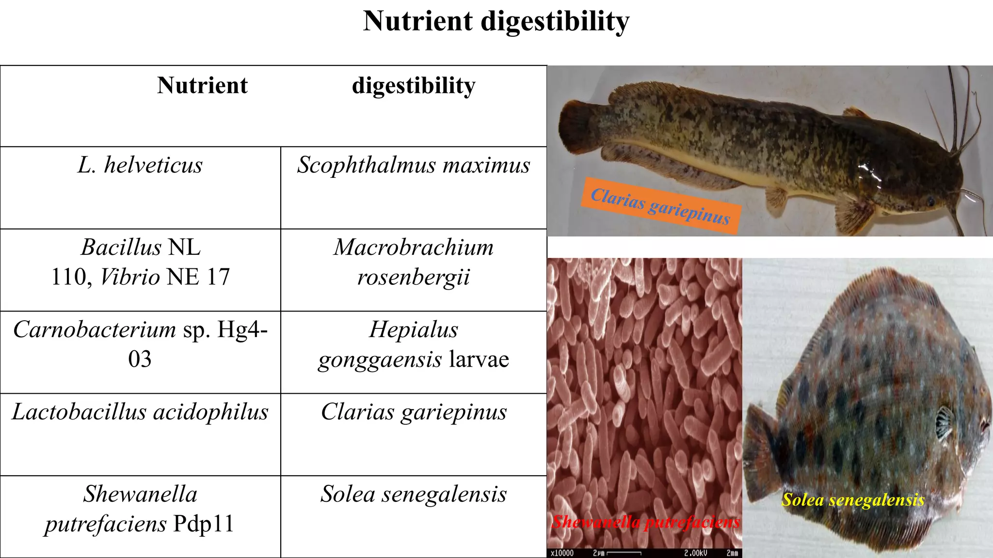 Nutrient digestibility
Nutrient digestibility
L. helveticus Scophthalmus maximus
Bacillus NL
110, Vibrio NE 17
Macrobrachium
rosenbergii
Carnobacterium sp. Hg4-
03
Hepialus
gonggaensis larvae
Lactobacillus acidophilus Clarias gariepinus
Shewanella
putrefaciens Pdp11
Solea senegalensis Solea senegalensis
Shewanella putrefaciens
 