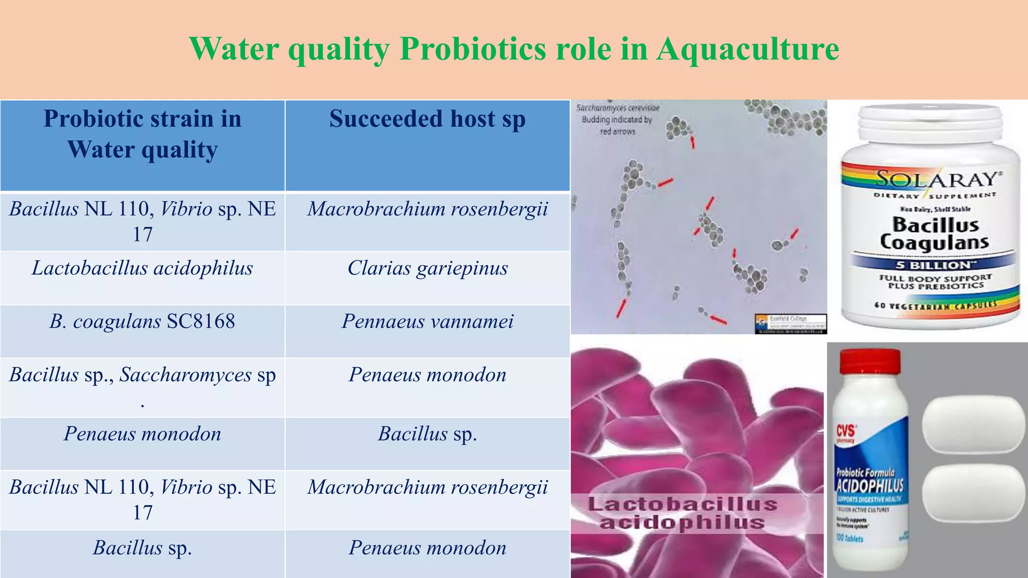 Water quality Probiotics role in Aquaculture
Probiotic strain in
Water quality
Succeeded host sp
Bacillus NL 110, Vibrio sp. NE
17
Macrobrachium rosenbergii
Lactobacillus acidophilus Clarias gariepinus
B. coagulans SC8168 Pennaeus vannamei
Bacillus sp., Saccharomyces sp
.
Penaeus monodon
Penaeus monodon Bacillus sp.
Bacillus NL 110, Vibrio sp. NE
17
Macrobrachium rosenbergii
Bacillus sp. Penaeus monodon
 