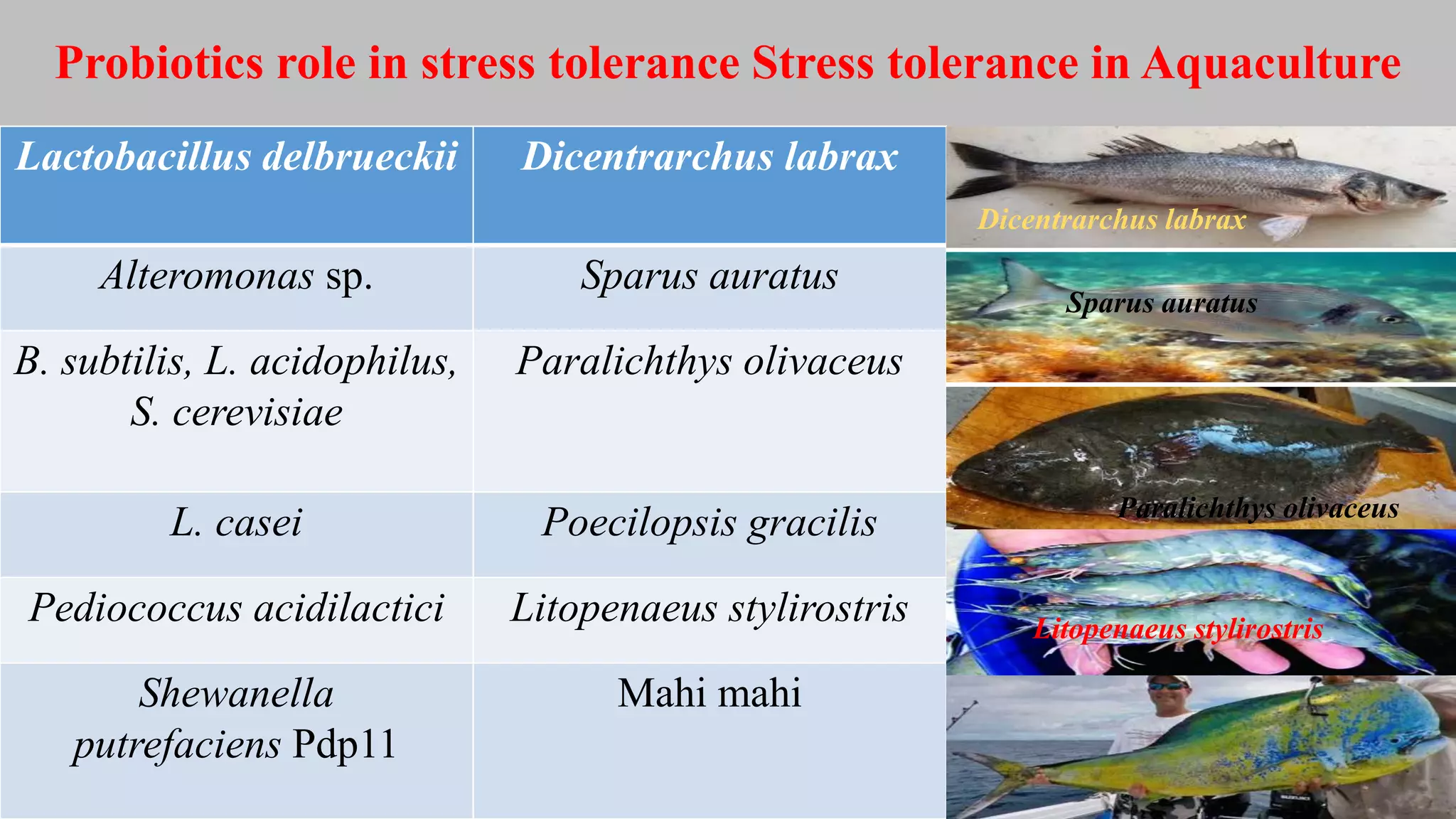 Probiotics role in stress tolerance Stress tolerance in Aquaculture
Lactobacillus delbrueckii Dicentrarchus labrax
Alteromonas sp. Sparus auratus
B. subtilis, L. acidophilus,
S. cerevisiae
Paralichthys olivaceus
L. casei Poecilopsis gracilis
Pediococcus acidilactici Litopenaeus stylirostris
Shewanella
putrefaciens Pdp11
Mahi mahi
Sparus auratus
Paralichthys olivaceus
Litopenaeus stylirostris
Dicentrarchus labrax
 