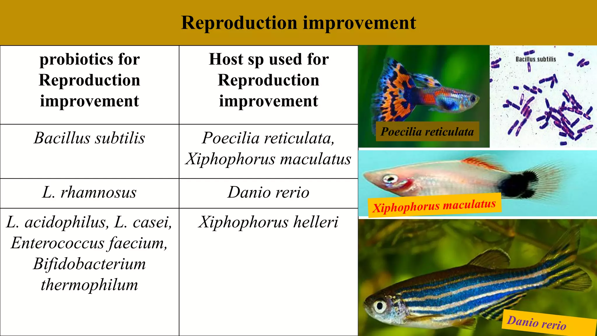 Reproduction improvement
probiotics for
Reproduction
improvement
Host sp used for
Reproduction
improvement
Bacillus subtilis Poecilia reticulata,
Xiphophorus maculatus
L. rhamnosus Danio rerio
L. acidophilus, L. casei,
Enterococcus faecium,
Bifidobacterium
thermophilum
Xiphophorus helleri
Poecilia reticulata
 