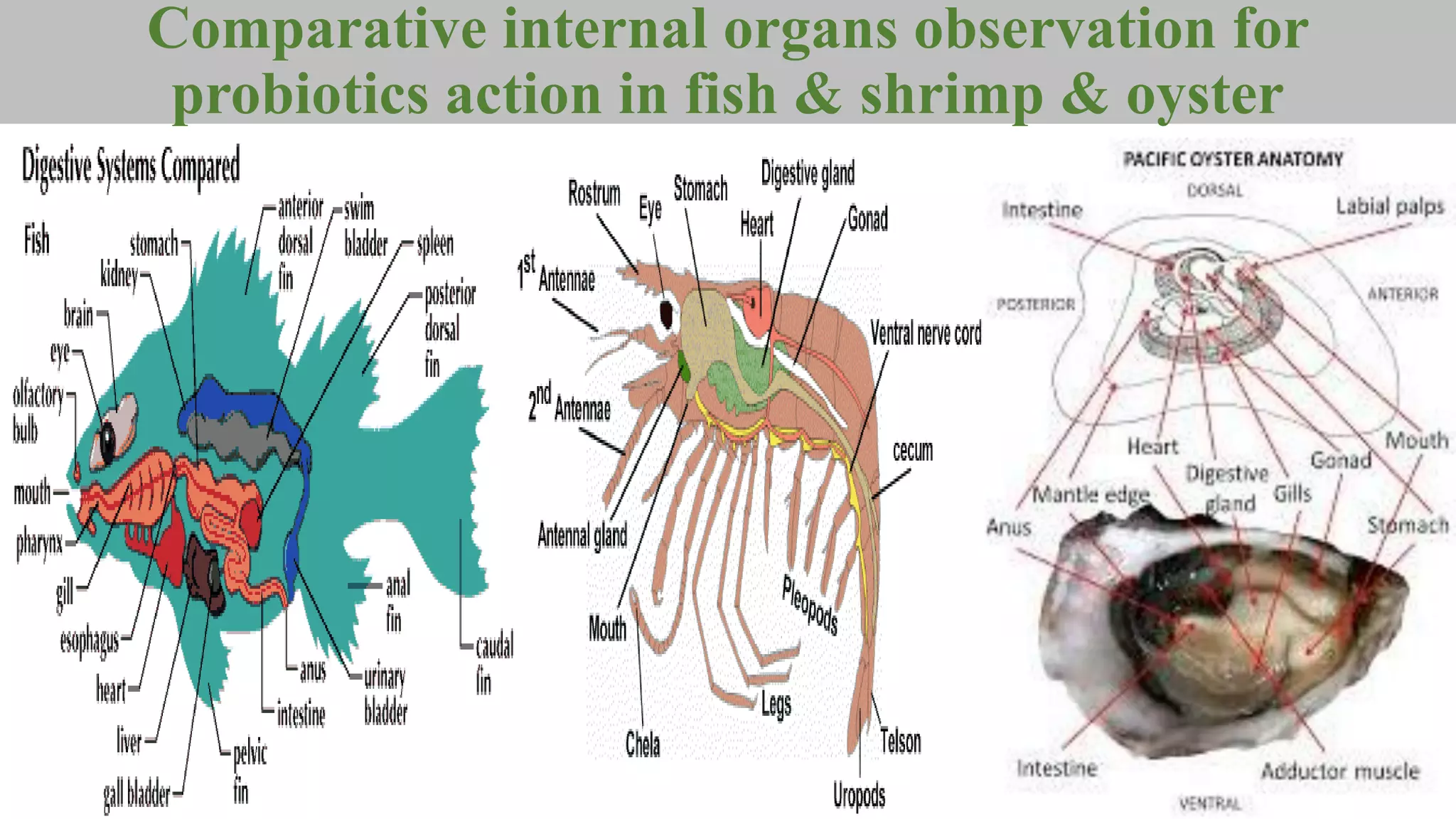 Comparative internal organs observation for
probiotics action in fish & shrimp & oyster
 