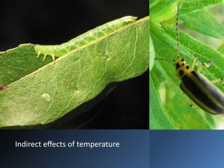 Temperature In Insect Insect Ecology and Integrated Pest Management: Temperature Effects and ...