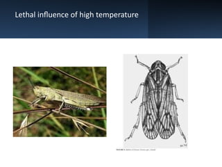 Insect Ecology and Integrated Pest Management: Temperature Effects and ...