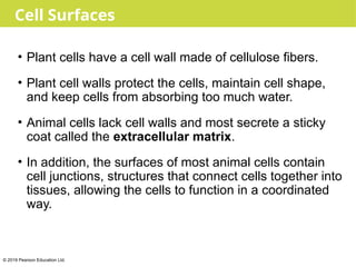 Comprehensive Exploration of Cell Structure and Function in Biology | PPTX