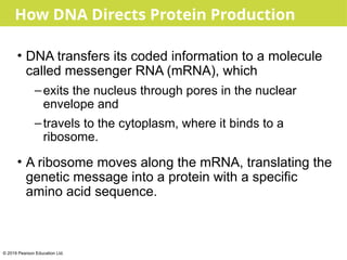 Comprehensive Exploration of Cell Structure and Function in Biology | PPTX