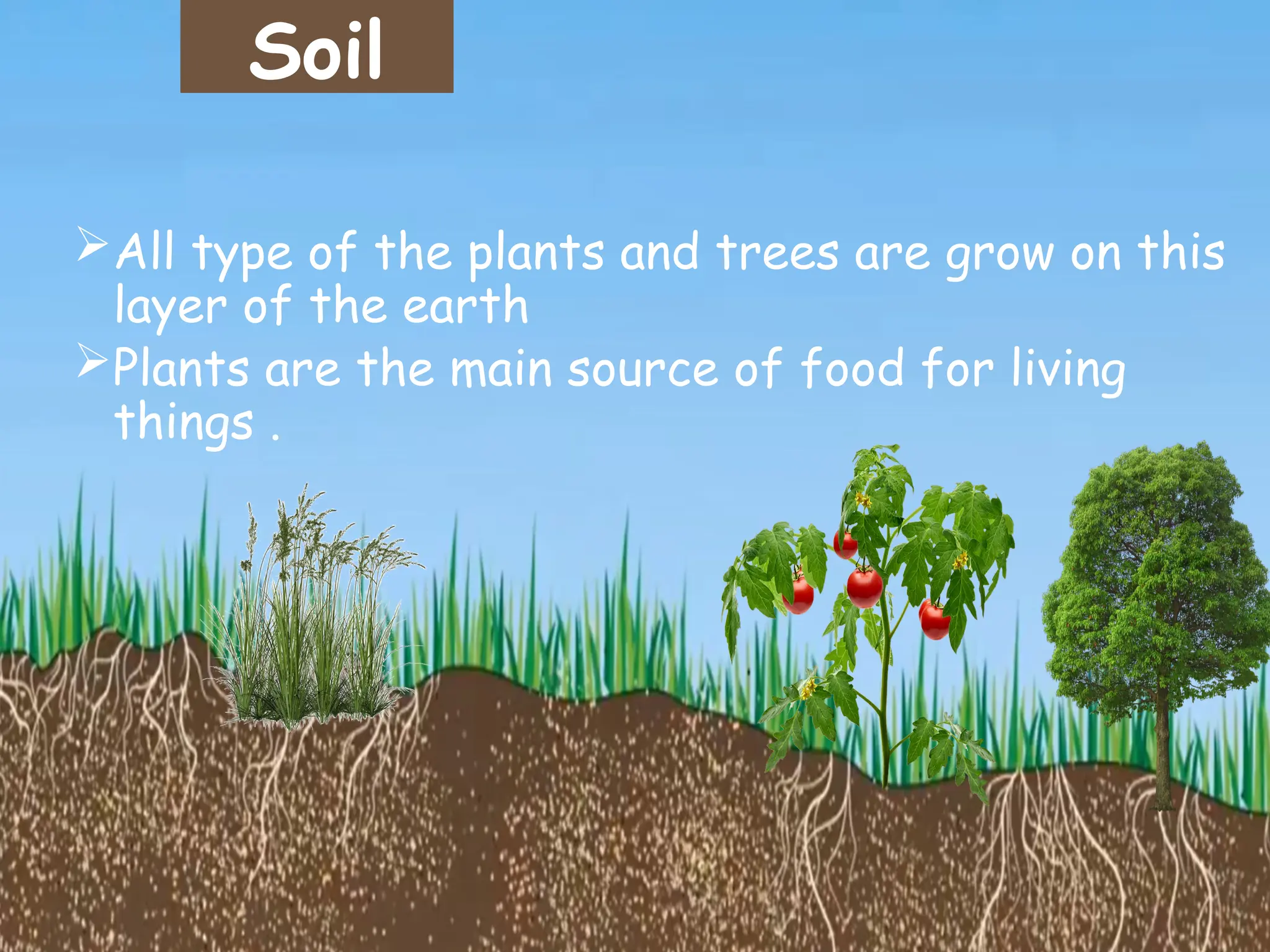 Soil
All type of the plants and trees are grow on this
layer of the earth
Plants are the main source of food for living
things .
 