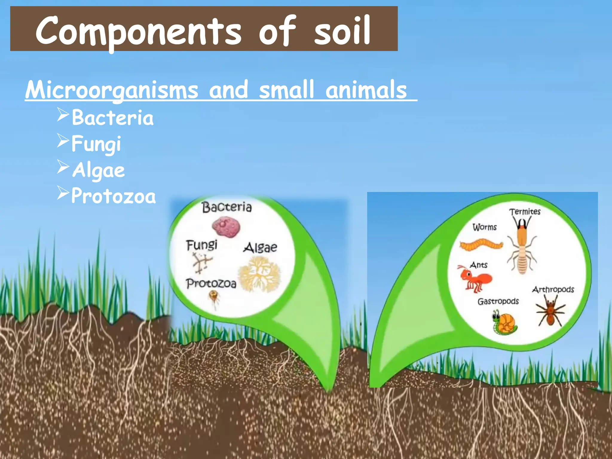 Components of soil
Microorganisms and small animals
Bacteria
Fungi
Algae
Protozoa
 