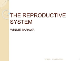 THE REPRODUCTIVE
SYSTEM
WINNIE BARAWA
1/21/2023 WINNIE BARAWA 1
 