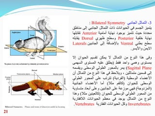 3
-
‫التماثل‬
‫الجانبي‬
Bilateral Symmetry
:
‫يتميز‬
‫الجسم‬
‫في‬
‫الحيوانات‬
‫ذات‬
‫التماثل‬
‫الجانبي‬
‫إل‬
‫ى‬
‫مناطق‬
‫...