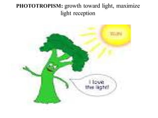 PHOTOTROPISM: growth toward light, maximize
light reception
 