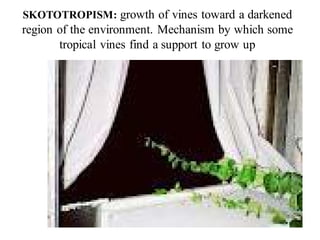 SKOTOTROPISM: growth of vines toward a darkened
region of the environment. Mechanism by which some
tropical vines find a support to grow up
 