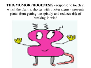 THIGMOMORPHOGENESIS - response to touch in
which the plant is shorter with thicker stems - prevents
plants from getting too spindly and reduces risk of
breaking in wind
 