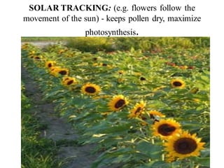 SOLAR TRACKING: (e.g. flowers follow the
movement of the sun) - keeps pollen dry, maximize
photosynthesis.
 