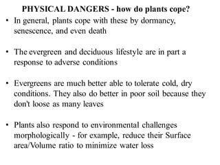 PHYSICAL DANGERS - how do plants cope?
• In general, plants cope with these by dormancy,
senescence, and even death
• The evergreen and deciduous lifestyle are in part a
response to adverse conditions
• Evergreens are much better able to tolerate cold, dry
conditions. They also do better in poor soil because they
don't loose as many leaves
• Plants also respond to environmental challenges
morphologically - for example, reduce their Surface
area/Volume ratio to minimize water loss
 