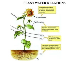 PLANT WATER RELATIONS
 