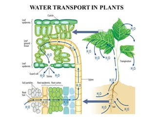 WATER TRANSPORT IN PLANTS
 