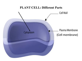 PLANT CELL: Different Parts
(Cell membrane)
 