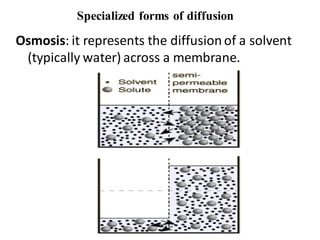 Specialized forms of diffusion
Osmosis: it represents the diffusion of a solvent
(typically water) across a membrane.
 