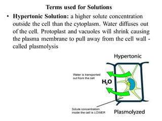 Terms used for Solutions
• Hypertonic Solution: a higher solute concentration
outside the cell than the cytoplasm. Water diffuses out
of the cell. Protoplast and vacuoles will shrink causing
the plasma membrane to pull away from the cell wall -
called plasmolysis
 