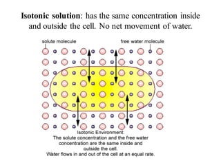 Isotonic solution: has the same concentration inside
and outside the cell. No net movement of water.
 