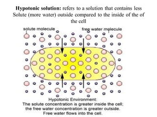 Hypotonic solution: refers to a solution that contains less
Solute (more water) outside compared to the inside of the of
the cell
 