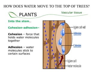 HOW DOES WATER MOVE TO THE TOP OF TREES?
 