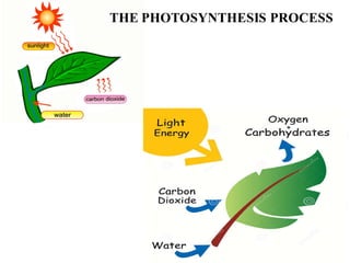 THE PHOTOSYNTHESIS PROCESS
 