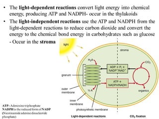 • The light-dependent reactions convert light energy into chemical
energy, producing ATP and NADPH- occur in the thylakoids
• The light-independent reactions use the ATP and NADPH from the
light-dependent reactions to reduce carbon dioxide and convert the
energy to the chemical bond energy in carbohydrates such as glucose
- Occur in the stroma
ATP- Adenosinetriphosphate
NADPH is the reduced form ofNADP
(Nicotinamideadeninedinucleotide
phosphate)
 