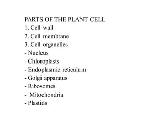 PARTS OF THE PLANT CELL
1. Cell wall
2. Cell membrane
3. Cell organelles
- Nucleus
- Chloroplasts
- Endoplasmic reticulum
- Golgi apparatus
- Ribosomes
- Mitochondria
- Plastids
 